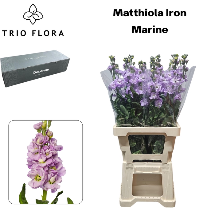 MATTH IRON MARINE Box L 60