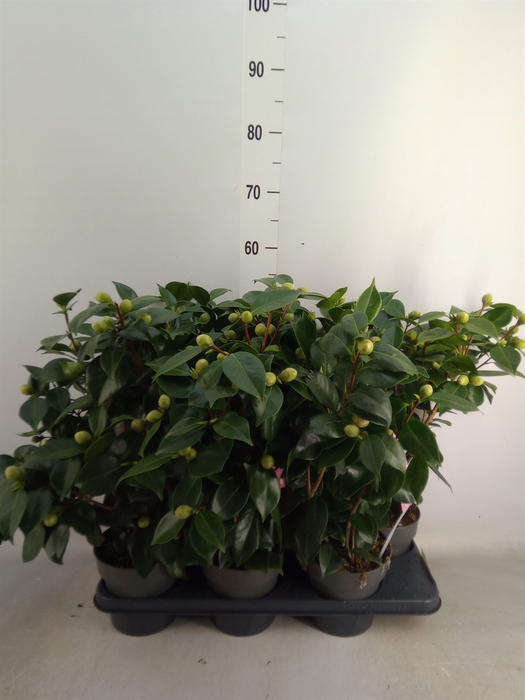 <h4>Camellia japonica</h4>