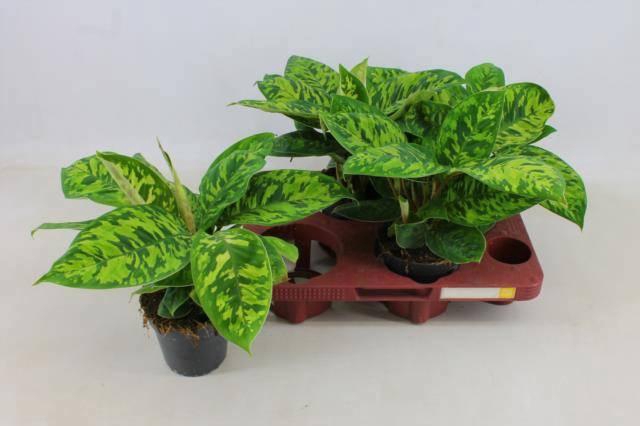 <h4>HOMAL CAMOUFLAGE</h4>