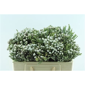 Kaaps Silver Brunia