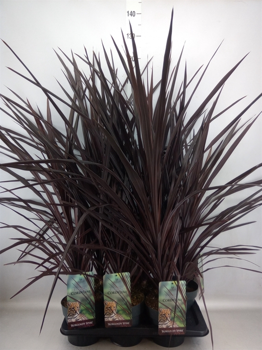 Cordyline   ...mix