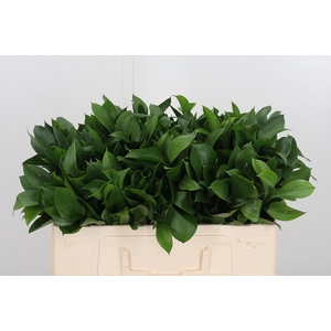 Ruscus