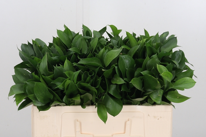 <h4>Ruscus</h4>