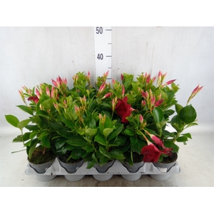 Mandevilla  'Sundavil Red'