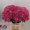 Hydrangea glowing alps