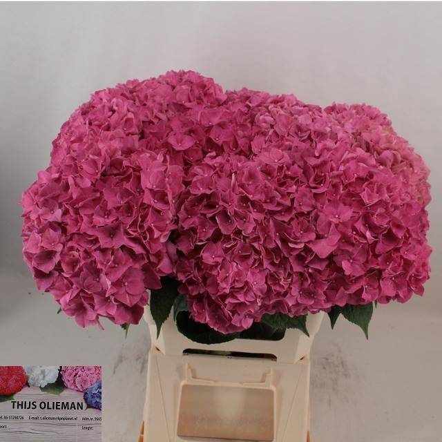 <h4>Hydrangea glowing alps</h4>