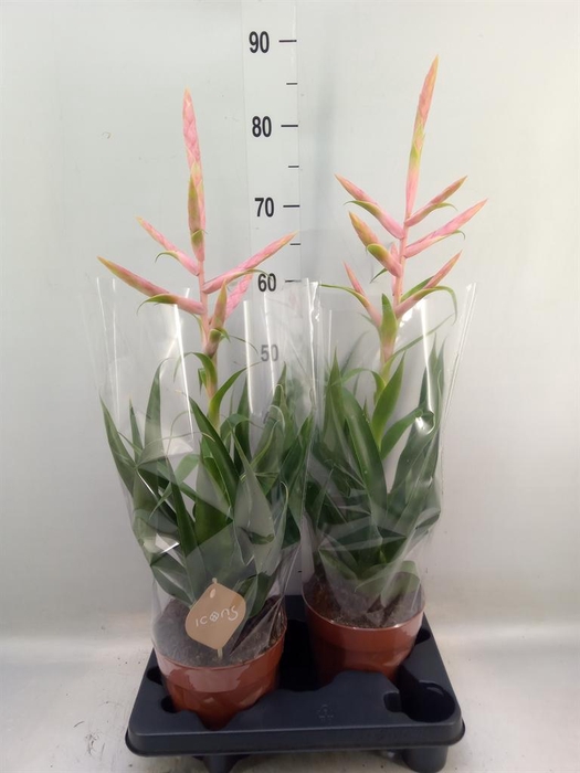 <h4>Tillandsia 'Dolce'</h4>