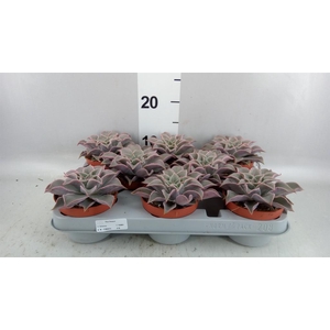 Echeveria   ...