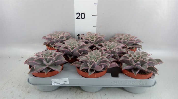 <h4>Echeveria ...</h4>