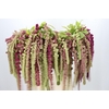 Amaranthus Caudatus Mira