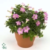 Petunia  'Tiny Tunia Pink'