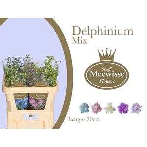 Delphinium Mix