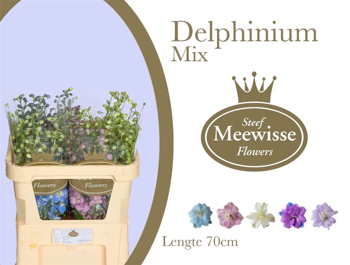 Delphinium Mix