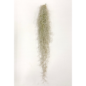 TILLANDSIA USNEOIDE