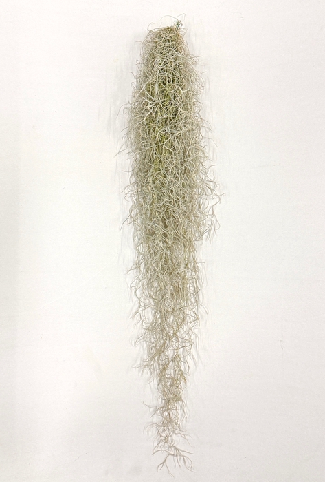 <h4>TILLANDSIA USNEOIDE</h4>