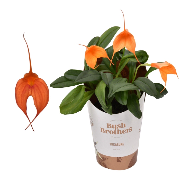 <h4>Masdevallia oranje 9 cm</h4>