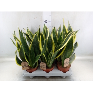 Sansevieria trifa. 'Futura Superba'