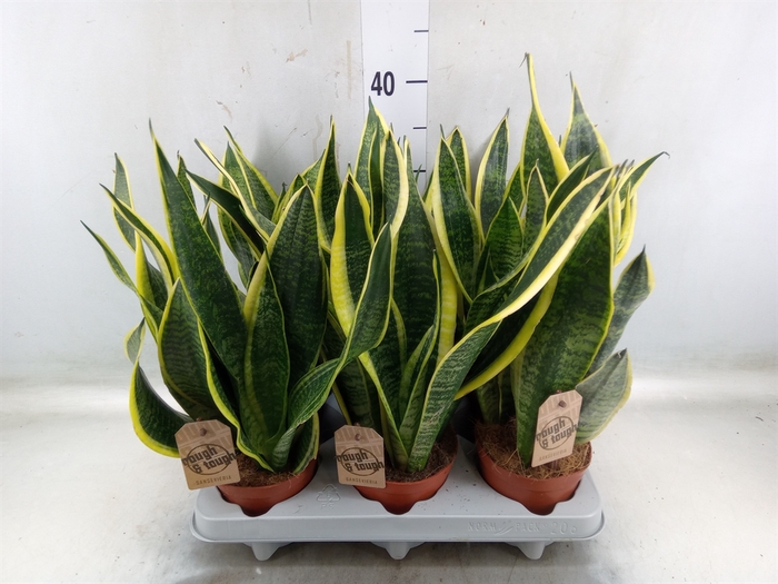 <h4>Sansevieria trifa. 'Futura Superba'</h4>