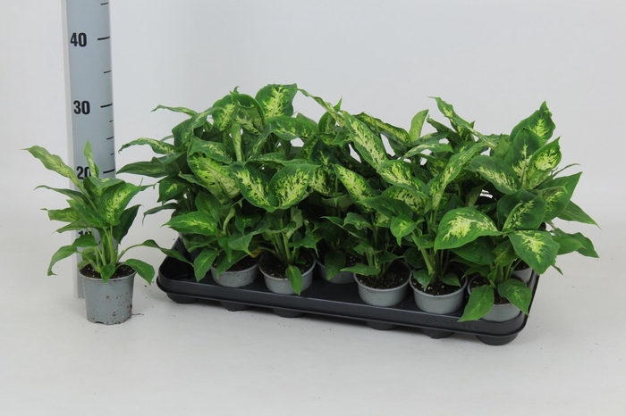 <h4>DIEFF COMPACTA</h4>