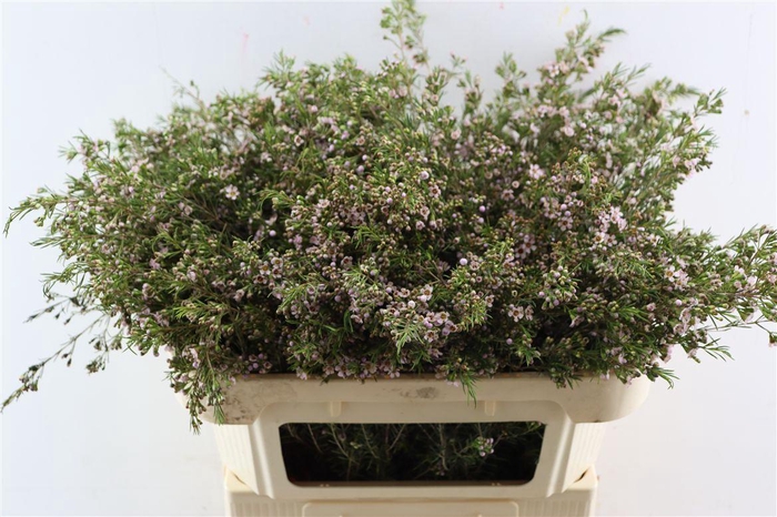 <h4>Chame Un Romi</h4>