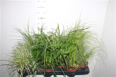 <h4>Carex Gem</h4>