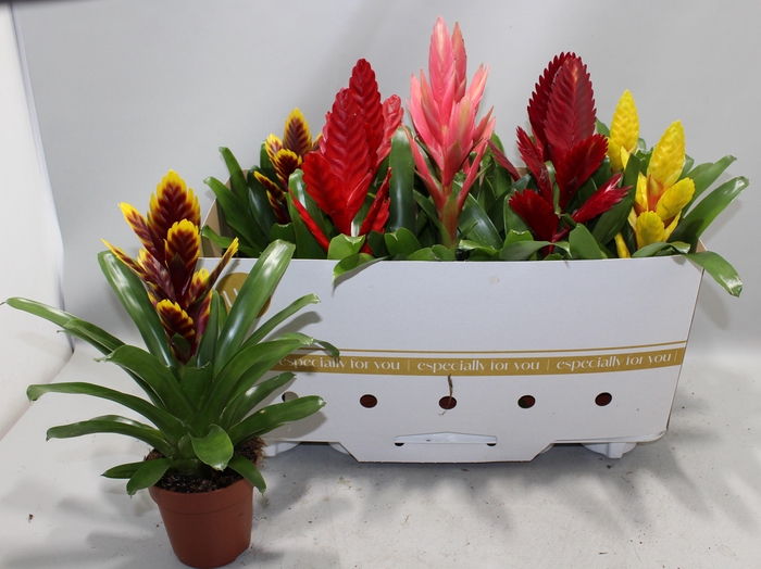 <h4>Vries Gem 8 Srt</h4>