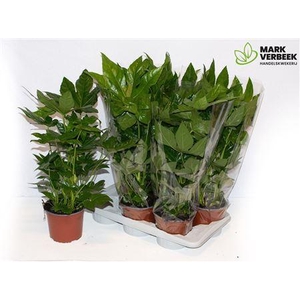 Fatsia Ov 5pp