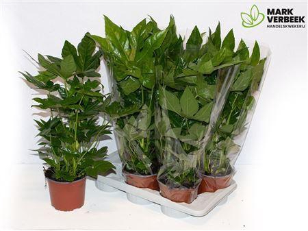 <h4>Fatsia Ov</h4>