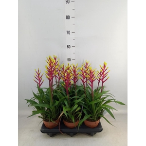 Guzmania  'Misty'