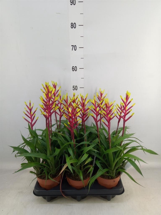 <h4>Guzmania  'Misty'</h4>