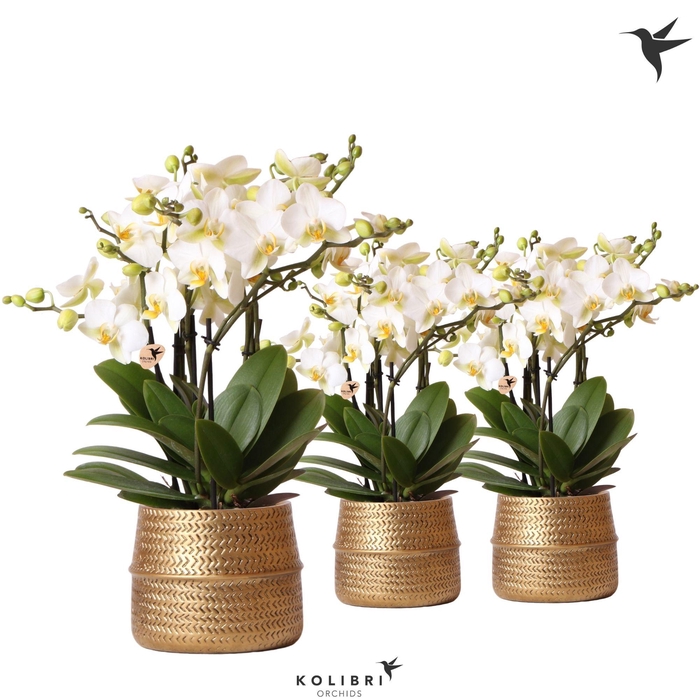 <h4>Kolibri Orchids Phalaenopsis Blossom Lausanne 6 spike in Groove pot gold</h4>