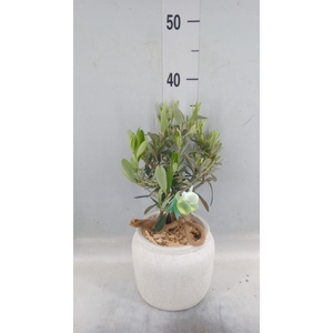 Arr.   Tuinplanten H%