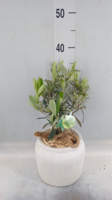 <h4>Arr.   Tuinplanten H%</h4>