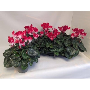 CYCL MIDI INDIAKA RED/WHITE P12