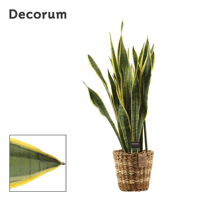 <h4>Sansevieria Laurentii 21 cm in Noah mand (Deco-collection)</h4>