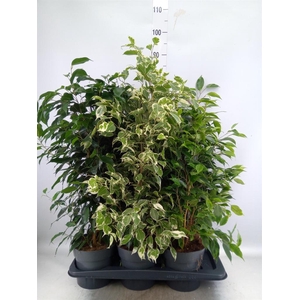 Ficus benja. ...mix