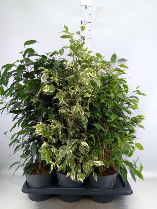 <h4>Ficus benja. ...mix</h4>