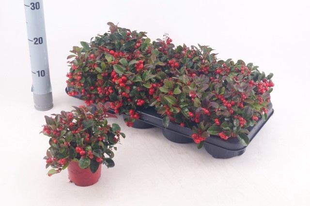 <h4>GAULTH PROCUMBENS</h4>