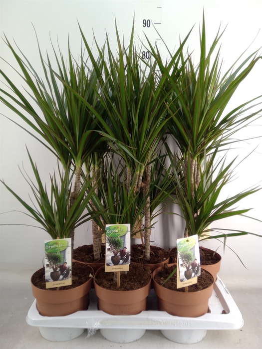 <h4>Dracaena marg.</h4>