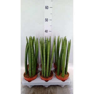 Sansevieria cyl.  ...