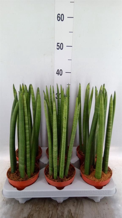 <h4>Sansevieria cyl.  ...</h4>