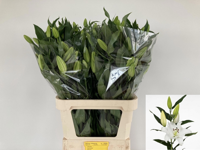 <h4>LI OR SIGNUM</h4>