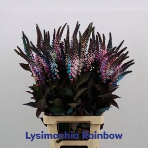 LYSIM ELISABETH
