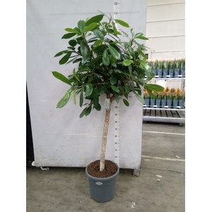 Ficus cyathistipula