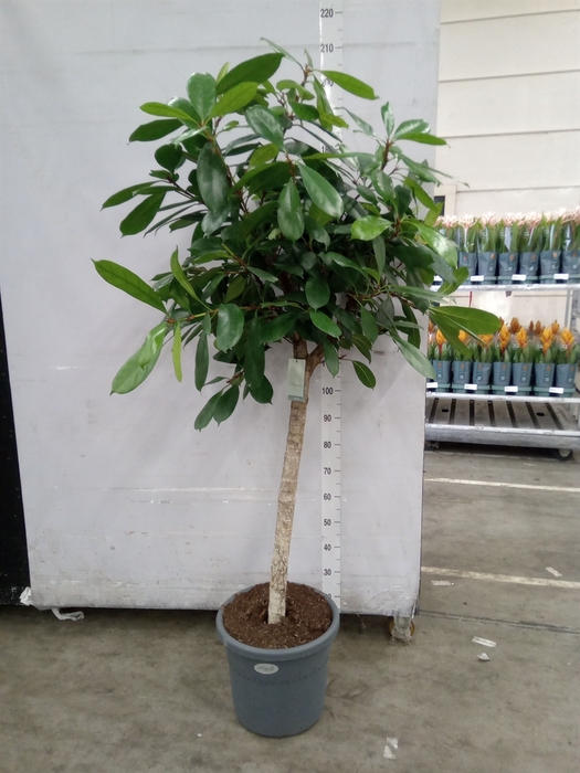 <h4>Ficus cyathistipula</h4>