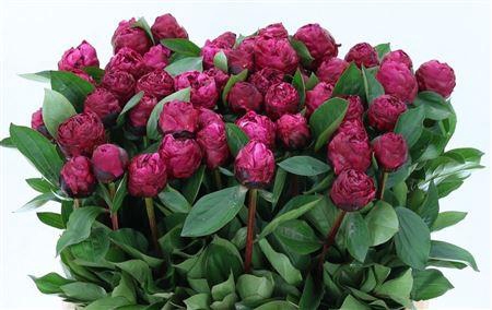 <h4>Paeo L Red Bernhardt</h4>