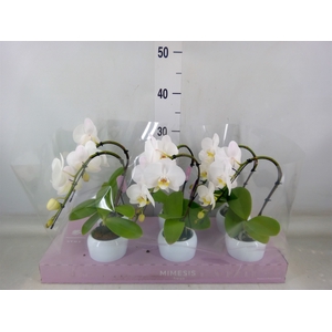Phalaenopsis   ...white