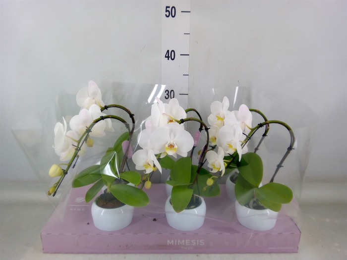 <h4>Phalaenopsis   ...white</h4>