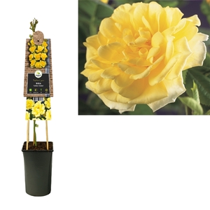 Rosa 'Golden Climber' +3.0 label