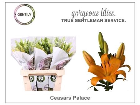LI LA CAESARS PALACE